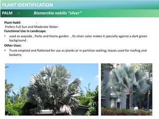 PLANT IDENTIFICATION
PALM - Licuala grandis
Botanical Name : Licuala grandis
Common Name : Ruffled Fan Palm
Vanuatu Fan
Pa...