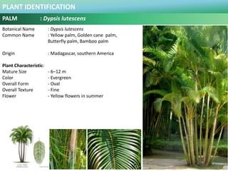 PLANT IDENTIFICATION
PALM - Licuala grandis
Plant Habit :
is comfortable in full sun as long as the humidity is high. In t...