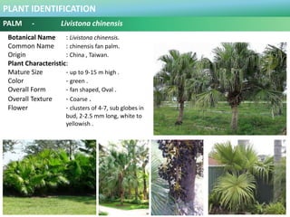 PLANT IDENTIFICATION
PALM - Livistona rotundifolia
Plant Habit :
Likes direct sun and Moderate Water .
Functional Use in L...