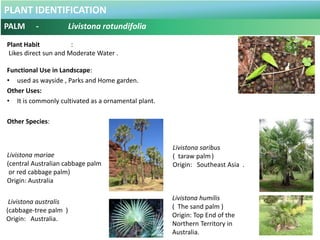PLANT IDENTIFICATION
PALM - Raphis excelsa
Botanical Name : Raphis excelsa
Common Name : Lady palm
Broadleaf lady palm
Ori...