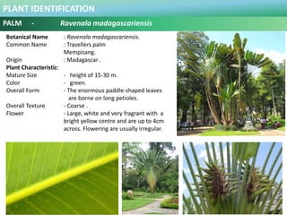 PLANT IDENTIFICATION
CLIMBER - Bauhinia kockiana
Plant Habit :
Full sun to semi-shade, moderate water
Use in Landscape :
O...