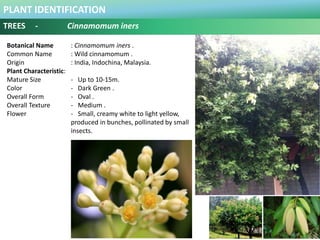 PLANT IDENTIFICATION
TREES - Cinnamomum iners
Plant Habit :
Prefers Full Sun and Moderate Water .
Functional Use in Landsc...