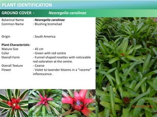 100 Plus Plants Identification in Malaysia