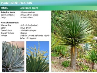 PLANT IDENTIFICATION
TREES - Dracaena draco
Plant Habit :
Full sun, part shade
Use in Landscape :
Ornamental plant, accent...