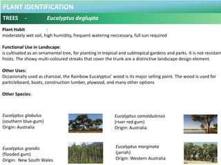 PLANT IDENTIFICATION
TREES - Eurycoma longifolia
Botanical Name : Eurycoma longifolia
Common Name : Tongkat Ali
Pasak Bumi...
