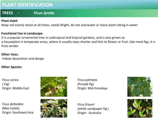 PLANT IDENTIFICATION
TREES - Filicium decipiens
Botanical Name : Filicium decipiens .
Common Name : Fern Tree.
Origin : In...