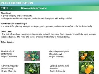 PLANT IDENTIFICATION
TREES - Hopea odorata
Botanical Name : Hopea odorata .
Common Name : Merawan Siput Jantan.
Origin : I...