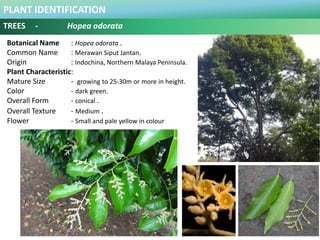 PLANT IDENTIFICATION
TREES - Hopea odorata
Plant Habit :
Prefers Full Sun and Moderate Water .
Functional Use in Landscape...