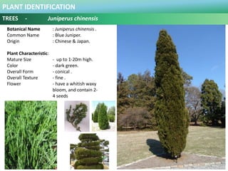 PLANT IDENTIFICATION
TREES - Juniperus chinensis
Plant Habit :
Prefers Full Sun and Moderate Water .
Functional Use in Lan...