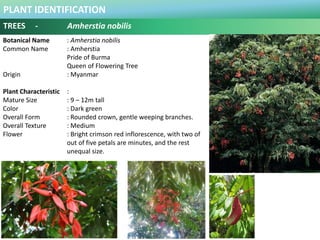 PLANT IDENTIFICATION
TREES - Amherstia nobilis
Plant Habit :
Full to moderate sun, medium water
Use in Landscape :
Ornamen...