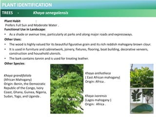 PLANT IDENTIFICATION
TREES - Leptospermum brachyandrum
Botanical Name : Leptospermum brachyandrum .
Common Name : Weeping ...