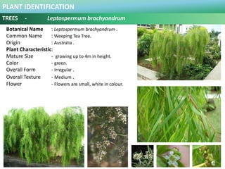 PLANT IDENTIFICATION
TREES - Leptospermum brachyandrum
Plant Habit :
Prefers Full Sun and Moderate Water .
Functional Use ...