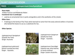 PLANT IDENTIFICATION
TREES - Manitoa browneiodes
Botanical Name : Manitoa browneiodes .
Common Name : Handkerchief Tree.
O...