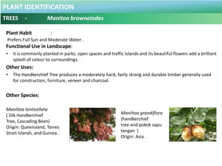 PLANT IDENTIFICATION
TREES - Messua ferrea
Botanical Name : Messua ferrea .
Common Name : Penaga Lilin
Ironwood.
Origin : ...