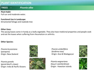 PLANT IDENTIFICATION
TREES - Plumeria obtusa
Botanical Name : Plumeria obtusa
Common Name : Kemboja
Frangipani
Graveyard f...