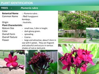 PLANT IDENTIFICATION
TREES - Plumeria rubra
Plant Habit :
Prefers Full Sun and Moderate Water .
Functional Use in Landscap...