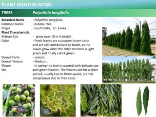 PLANT IDENTIFICATION
TREES - Polyalthia longifolia
Plant Habit :
Prefers Full Sun and Moderate Water .
Functional Use in L...