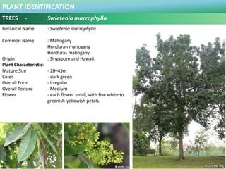 PLANT IDENTIFICATION
TREES - Swietenia macrophylla
Plant Habit :
Found in all forest types, from the edge of the pine sava...
