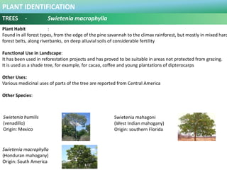 PLANT IDENTIFICATION
TREES - Syzygium myrtifolium
Botanical Name : Eugenia oleina / Syzygium
companulatum (sym)
Common Nam...