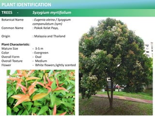 PLANT IDENTIFICATION
TREES - Syzygium myrtifolium
Plant Habit :
It grows in Full to partial sun, well-drain soil, Moderate...