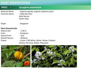 PLANT IDENTIFICATION
TREES - Syzygium zeylanicum
Plant Habit :
It grows in lowland to montane forests, which includes seco...
