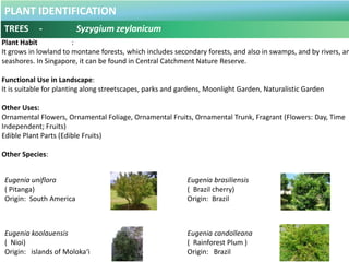 PLANT IDENTIFICATION
TREES - Tabebuia pallida
Botanical Name : Tabebuia pallida .
Common Name : Cuban Pink Trumpet Tree, T...