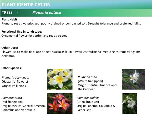 plumeria acuminata medicinal use