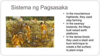 Sistema ng Pagsasaka 
• In the mountainous 
highlands, they used 
step farming 
• In the swampy 
lowlands, the Maya 
built raised earth 
platforms 
• In the dense forest, 
they used a slash and 
burn technique to 
create a flat surface 
to plant crops 
 