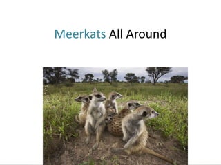 Meerkats All Around 