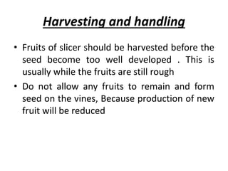 Harvesting and handling
• Fruits of slicer should be harvested before the
seed become too well developed . This is
usually while the fruits are still rough
• Do not allow any fruits to remain and form
seed on the vines, Because production of new
fruit will be reduced
 
