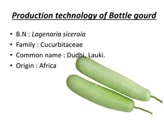Production technology of Bottle gourd
• B.N : Lagenaria siceraia
• Family : Cucurbitaceae
• Common name : Dudhi, Lauki.
• Origin : Africa
 