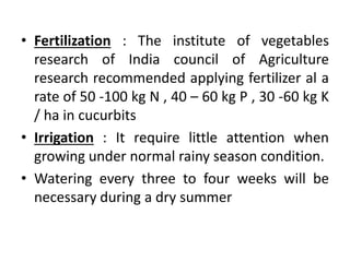 • Fertilization : The institute of vegetables
research of India council of Agriculture
research recommended applying fertilizer al a
rate of 50 -100 kg N , 40 – 60 kg P , 30 -60 kg K
/ ha in cucurbits
• Irrigation : It require little attention when
growing under normal rainy season condition.
• Watering every three to four weeks will be
necessary during a dry summer
 