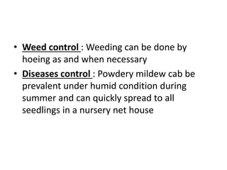 • Weed control : Weeding can be done by
hoeing as and when necessary
• Diseases control : Powdery mildew cab be
prevalent under humid condition during
summer and can quickly spread to all
seedlings in a nursery net house
 