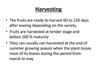 Harvesting
• The fruits are ready to harvest 60 to 120 days
after sowing depending on the variety
• Fruits are harvested at tender stage and
before 100 % maturity
• They can usually can harvested at the end of
summer growing season when the plant losses
most of its leaves during the period from
march to may
 