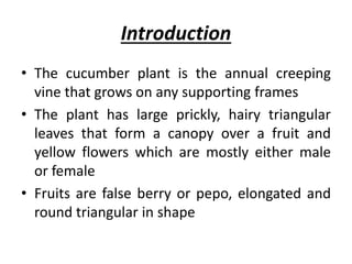 Introduction
• The cucumber plant is the annual creeping
vine that grows on any supporting frames
• The plant has large prickly, hairy triangular
leaves that form a canopy over a fruit and
yellow flowers which are mostly either male
or female
• Fruits are false berry or pepo, elongated and
round triangular in shape
 