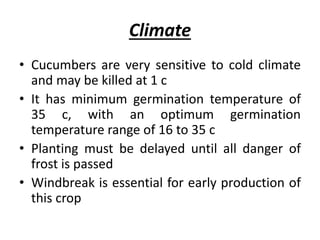 Climate
• Cucumbers are very sensitive to cold climate
and may be killed at 1 c
• It has minimum germination temperature of
35 c, with an optimum germination
temperature range of 16 to 35 c
• Planting must be delayed until all danger of
frost is passed
• Windbreak is essential for early production of
this crop
 