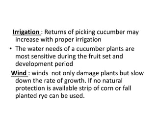 Irrigation : Returns of picking cucumber may
increase with proper irrigation
• The water needs of a cucumber plants are
most sensitive during the fruit set and
development period
Wind : winds not only damage plants but slow
down the rate of growth. If no natural
protection is available strip of corn or fall
planted rye can be used.
 