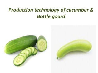 Production technology of cucumber &
Bottle gourd
 