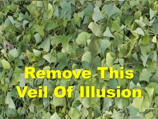 Remove This
Veil Of Illusion
 