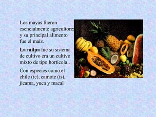 Los mayas fueron
esencialmente agricultores
y su principal alimento
fue el maíz.
La milpa fue su sistema
de cultivo era un cultivo
mixto de tipo hortícola .
Con especies como el
chile (ic), camote (is),
jícama, yuca y macal
 
