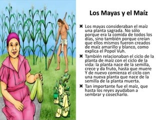 Los Mayas y el Maíz
 Los mayas consideraban el maíz
una planta sagrada. No sólo
porque era la comida de todos los
días, sino también porque creían
que ellos mismos fueron creados
de maíz amarillo y blanco, como
explica el Popol Vuh.
 También relacionaban el ciclo de la
planta de maíz con el ciclo de la
vida: la planta nace de la semilla,
crece y da fruto, hasta que muere
Y de nuevo comienza el ciclo con
una nueva planta que nace de la
semilla de la planta muerta.
 Tan importante fue el maíz, que
hasta los reyes ayudaban a
sembrar y cosecharlo.
 