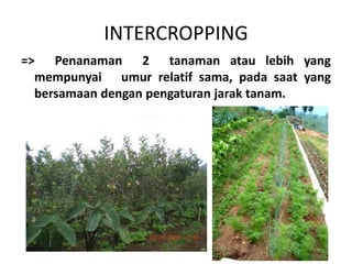 INTERCROPPING
=> Penanaman 2 tanaman atau lebih yang
mempunyai umur relatif sama, pada saat yang
bersamaan dengan pengaturan jarak tanam.
 