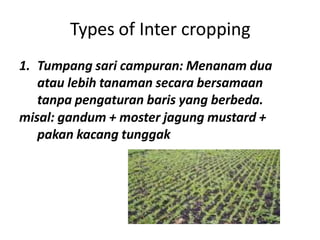 Types of Inter cropping
1. Tumpang sari campuran: Menanam dua
atau lebih tanaman secara bersamaan
tanpa pengaturan baris yang berbeda.
misal: gandum + moster jagung mustard +
pakan kacang tunggak
 
