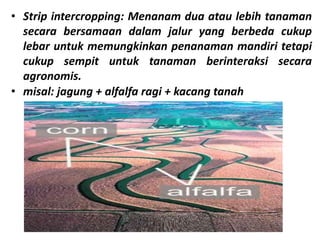 • Strip intercropping: Menanam dua atau lebih tanaman
secara bersamaan dalam jalur yang berbeda cukup
lebar untuk memungkinkan penanaman mandiri tetapi
cukup sempit untuk tanaman berinteraksi secara
agronomis.
• misal: jagung + alfalfa ragi + kacang tanah
 