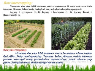 Row intercropping:
Menanam dua atau lebih tanaman secara bersamaan di mana satu atau lebih
tanaman ditanam dalam baris. Seringkali hanya disebut sebagai tumpangsari.
Jagung + greengram (1: 1), Jagung + blackgram (1: 1), Kacang Tanah +
Rredgram (6: 1).
Relay intercropping:
Menanam dua atau lebih tanaman secara bersamaan selama bagian
dari siklus hidup masing-masing. Tanaman kedua ditanam setelah tanaman
pertama mencapai tahap pertumbuhan reproduksinya, tetapi sebelum siap
panen. Seringkali hanya disebut sebagai tanam estafet.
 