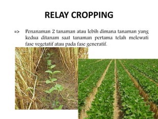 RELAY CROPPING
=> Penanaman 2 tanaman atau lebih dimana tanaman yang
kedua ditanam saat tanaman pertama telah melewati
fase vegetatif atau pada fase generatif.
 