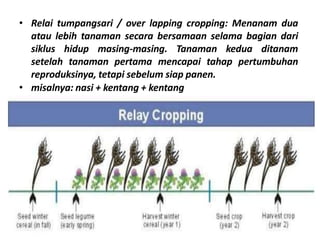 • Relai tumpangsari / over lapping cropping: Menanam dua
atau lebih tanaman secara bersamaan selama bagian dari
siklus hidup masing-masing. Tanaman kedua ditanam
setelah tanaman pertama mencapai tahap pertumbuhan
reproduksinya, tetapi sebelum siap panen.
• misalnya: nasi + kentang + kentang
 