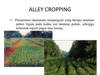 ALLEY CROPPING
=> Penanaman tananaman tumpangsari yang berupa tanaman
pohon legum pada kedua sisi tanaman pokok, sehingga
terbentuk seperti pagar atau lorong.
 
