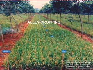 ALLEY-CROPPING
H.Pane. Balitpa. International
Rice Conference 2005, Bali,
Indonesia, September,2005.
 