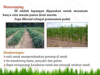 Di sinilah lapangan digunakan untuk menanam
hanya satu musim panen demi musim.
Juga dikenal sebagai penanaman padat
sulit untuk mempertahankan penutup di tanah
itu mendorong hama, penyakit dan gulma
dapat mengurangi kesuburan tanah dan merusak struktur tanah.
 
